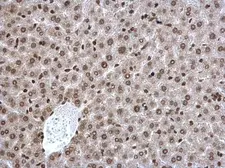 Anti-POLR2C antibody [N1C3-2] used in IHC (Paraffin sections) (IHC-P). GTX118715
