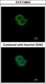 Anti-SYT6 antibody [N1C2] used in Immunocytochemistry/ Immunofluorescence (ICC/IF). GTX118843