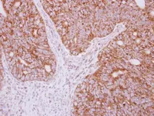 Anti-YARS2 antibody used in IHC (Paraffin sections) (IHC-P). GTX119009