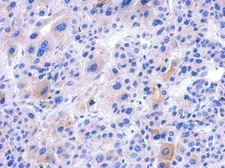Anti-IFT122 antibody [C1C2], Internal used in IHC (Paraffin sections) (IHC-P). GTX119175