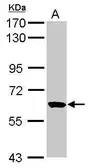 Anti-RUFY1 antibody [N2C2], Internal used in Western Blot (WB). GTX119222