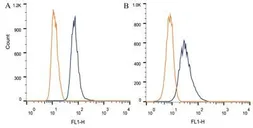Anti-DAP5 antibody [39C534.1] used in Flow cytometry (FCM). GTX11929