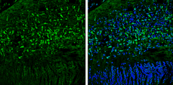 Anti-OGFOD1 antibody [N1N3] used in IHC (Frozen sections) (IHC-Fr). GTX119711