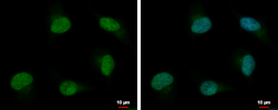 Anti-PSPC1 antibody used in Immunocytochemistry/ Immunofluorescence (ICC/IF). GTX119744