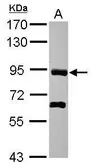Anti-PDZRN4 antibody used in Western Blot (WB). GTX119787