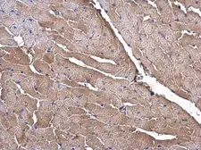 Anti-OLFML3 antibody [N1C1] used in IHC (Paraffin sections) (IHC-P). GTX119826