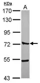 Anti-CTTNBP2NL antibody [N1N3] used in Western Blot (WB). GTX119828