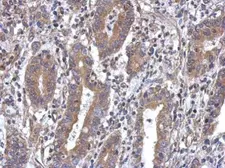 Anti-MTG1 antibody [N1C2] used in IHC (Paraffin sections) (IHC-P). GTX119864