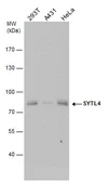 Anti-SYTL4 antibody used in Western Blot (WB). GTX119939