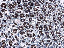 Anti-WDR24 antibody [N3C2], Internal used in IHC (Paraffin sections) (IHC-P). GTX120079