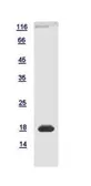 Mouse OVOL2 protein, His tag. GTX120218-pro
