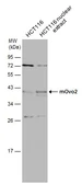 Anti-OVOL2 antibody used in Western Blot (WB). GTX120220