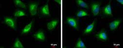 Anti-PGLS antibody used in Immunocytochemistry/ Immunofluorescence (ICC/IF). GTX120327