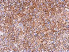 Anti-FCHO2 antibody [N1N2], N-term used in IHC (Paraffin sections) (IHC-P). GTX120444