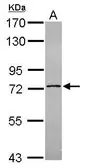 Anti-C14orf21 antibody used in Western Blot (WB). GTX120536