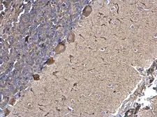 Anti-SPATA13 antibody used in IHC (Paraffin sections) (IHC-P). GTX120616