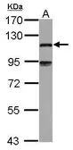 Anti-MAP7 antibody [C2C3], C-term used in Western Blot (WB). GTX120907