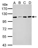 Anti-SEL1L3 antibody used in Western Blot (WB). GTX121032