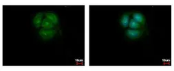 Anti-AKT antibody [N2C2], Internal used in Immunocytochemistry/ Immunofluorescence (ICC/IF). GTX121936