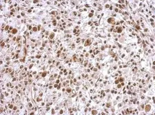 Anti-SCML4 antibody used in IHC (Paraffin sections) (IHC-P). GTX122421
