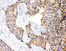Anti-Caspase 12 antibody used in IHC (Paraffin sections) (IHC-P). GTX12333