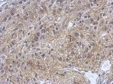 Anti-DZIP3 antibody used in IHC (Paraffin sections) (IHC-P). GTX124220