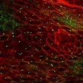Anti-Tubg1 antibody used in Immunohistochemistry (IHC). GTX124352