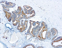 Anti-AMACR antibody used in IHC (Paraffin sections) (IHC-P). GTX12498