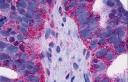 Anti-GPR4 antibody used in IHC (Paraffin sections) (IHC-P). GTX12568