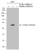 Anti-Firefly Luciferase antibody used in Western Blot (WB). GTX125849