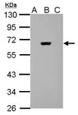Anti-Firefly Luciferase antibody used in Western Blot (WB). GTX125850