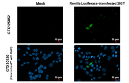 Anti-Renilla Luciferase antibody used in Immunocytochemistry/ Immunofluorescence (ICC/IF). GTX125852