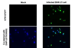 Anti-Dengue virus Envelope protein antibody used in IHC-P (cell pellet) (IHC-P (cell pellet)). GTX127277