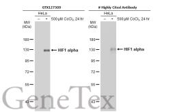 Anti-HIF1 alpha antibody used in Western Blot (WB). GTX127309