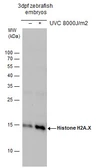 Anti-Histone H2A.X antibody used in Western Blot (WB). GTX127343