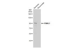 Anti-PIWIL1 antibody used in Western Blot (WB). GTX128020