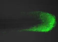 Anti-Tbx6 antibody used in IHC (Whole mount) (IHC-Wm). GTX128302