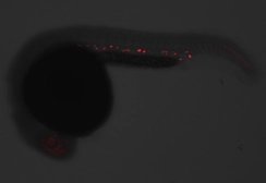 Anti-Gata1a antibody used in IHC (Whole mount) (IHC-Wm). GTX128333