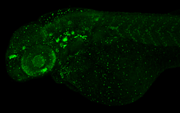 Anti-Prox1 antibody used in IHC (Whole mount) (IHC-Wm). GTX128354
