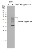 Anti-PD1 antibody used in Western Blot (WB). GTX128436