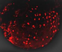 Anti-mCherry antibody used in IHC (Whole mount) (IHC-Wm). GTX128508