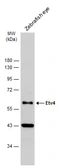 Anti-Etv4 antibody used in Western Blot (WB). GTX128647