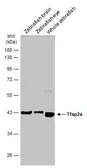 Anti-Tfap2a antibody used in Western Blot (WB). GTX128757