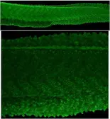 Anti-Pabpc1b antibody used in IHC (Whole mount) (IHC-Wm). GTX128930