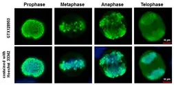 Anti-Histone H3S28ph (phospho Ser28) antibody used in Immunocytochemistry/ Immunofluorescence (ICC/IF). GTX128953