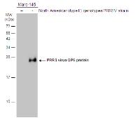 Anti-PRRS virus GP5 protein antibody used in Western Blot (WB). GTX129062