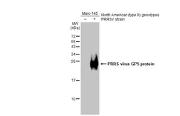 Anti-PRRS virus GP5 protein antibody used in Western Blot (WB). GTX129062
