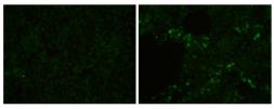 Anti-PRRS virus M protein antibody used in Immunocytochemistry/ Immunofluorescence (ICC/IF). GTX129063