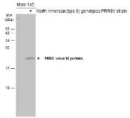 Anti-PRRS virus M protein antibody used in Western Blot (WB). GTX129063