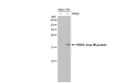 Anti-PRRS virus M protein antibody used in Western Blot (WB). GTX129063